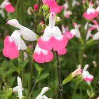 Sauge arbustive Pink lips - Salvia microphylla jeremy pink lips - Plantes d'extérieur