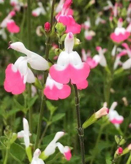 Sauge arbustive Pink lips - Salvia microphylla jeremy pink lips - Plantes d'extérieur