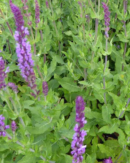 Sauge des bois Amethyst - Salvia nemorosa amethyst - Plantes d'extérieur