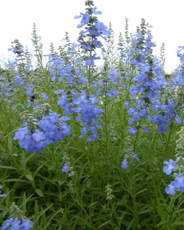 Sauge des marais African Skies - Salvia uliginosa african skies - Plantes vivaces