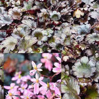 Saxifrage à feuilles noires Black Ruby - Saxifraga cortusifolia black ruby - Plantes d'extérieur