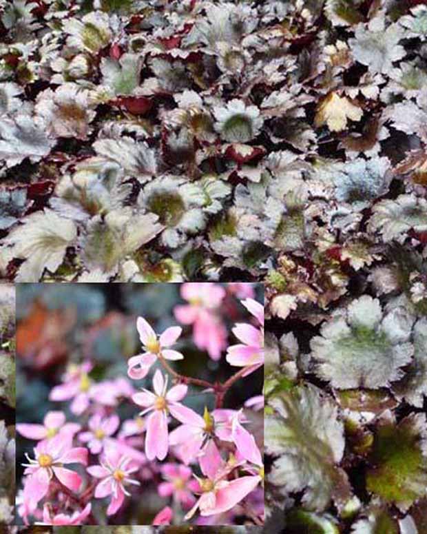 Saxifrage à feuilles noires Black Ruby - Saxifraga cortusifolia black ruby - Plantes d'extérieur