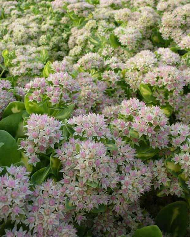 Sedum alboroseum Mediovariegatum - Sedum alboroseum mediovariegatum - Plantes d'extérieur