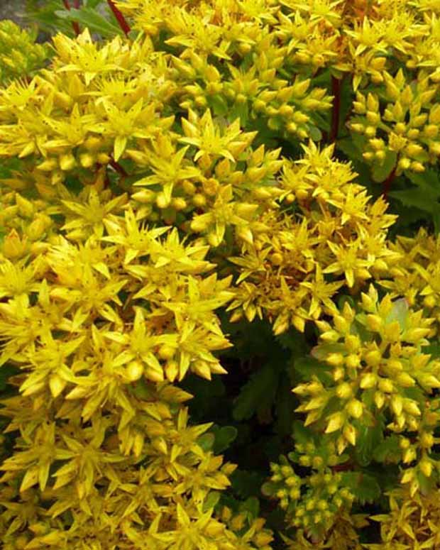 3 Sedum Immergrünchen - Sedum hybridum immergrünchen - Plantes d'extérieur