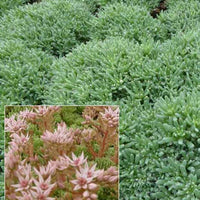 3 Sedum d'Espagne - Sedum hispanicum var. minus - Plantes d'extérieur