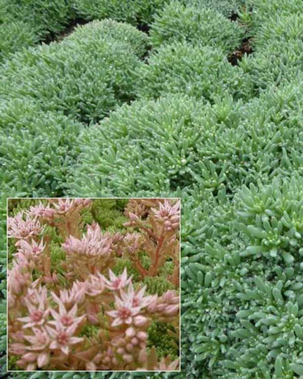 3 Sedum d'Espagne - Sedum hispanicum var. minus - Plantes d'extérieur