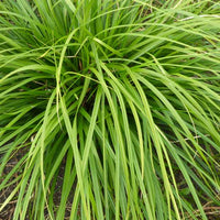 Laîche du Japon Mosten - Carex - Carex morrowii mosten - Plantes d'extérieur