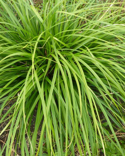 Laîche du Japon Mosten - Carex - Carex morrowii mosten - Plantes d'extérieur