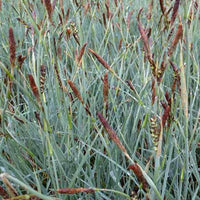 Laîche faux-panic - Carex panicea - Plantes d'extérieur