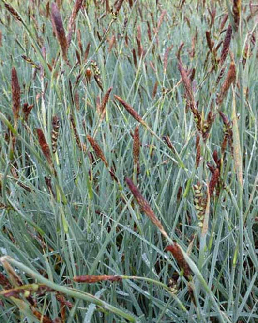 Laîche faux-panic - Carex panicea - Plantes d'extérieur