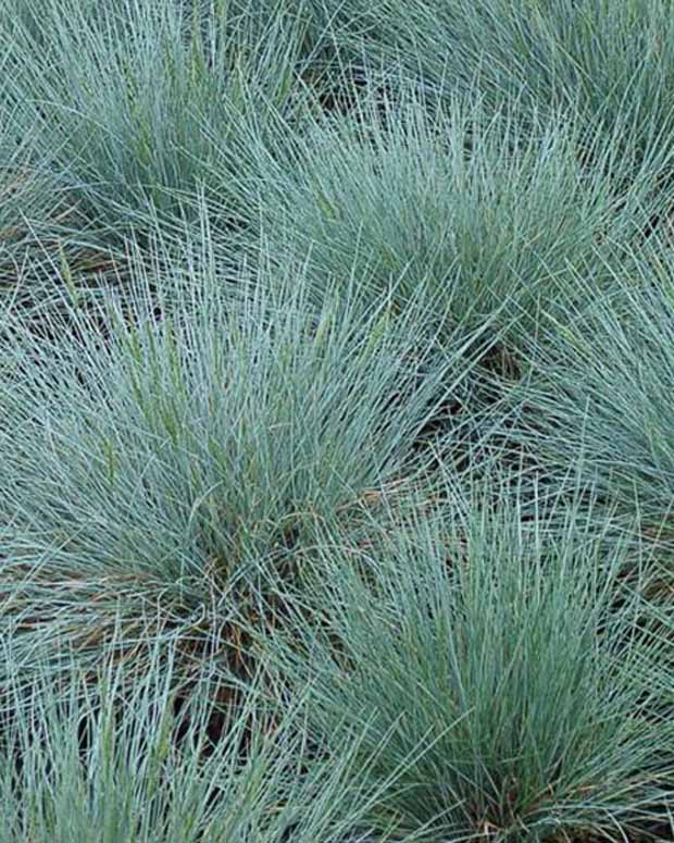 3 Fétuques bleues Zwergenkönig - Festuca glauca zwergenkönig - Plantes d'extérieur