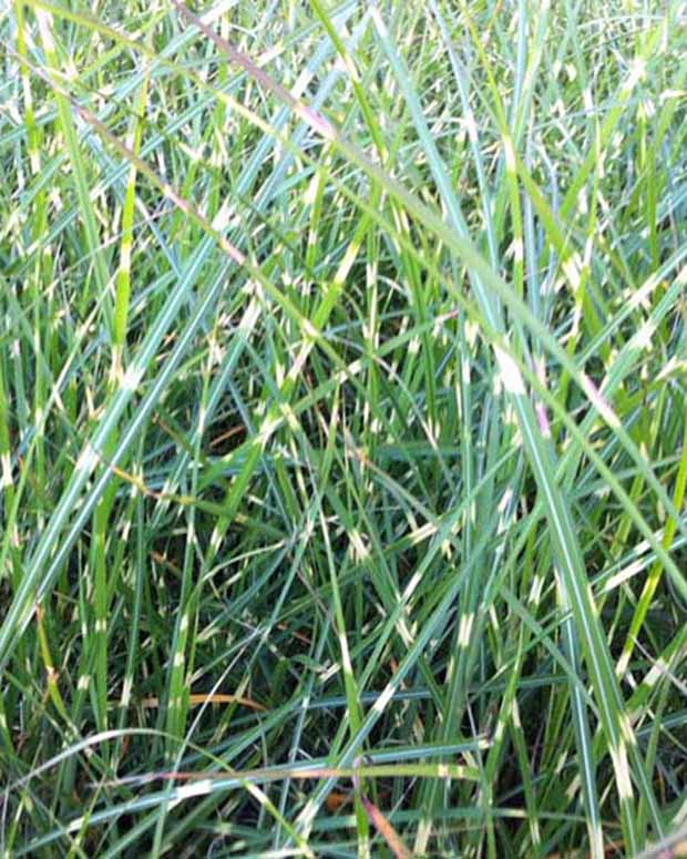 Eulalie Pünktchen - Miscanthus sinensis pünktchen - Plantes d'extérieur