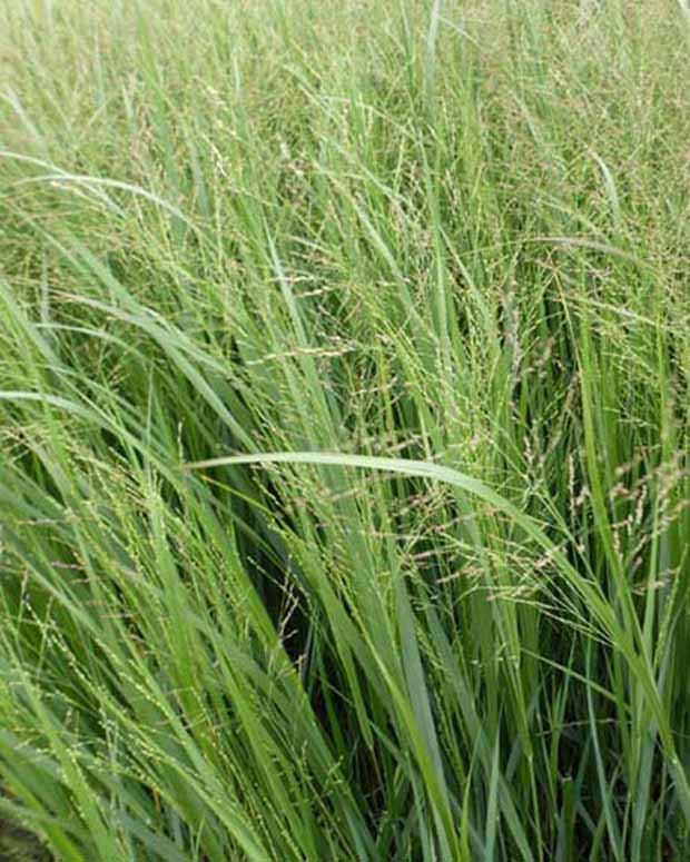 Panic érigé Thundercloud - Panicum virgatum thundercloud - Graminées