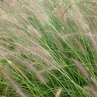 Herbe aux écouvillons Herbstzauber - Pennisetum - Pennisetum alopecuroides herbstzauber - Plantes d'extérieur