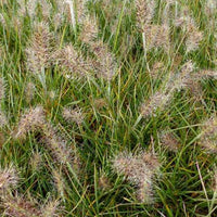 Herbe aux écouvillons Little Honey - Pennisetum - Pennisetum alopecuroides little honey - Plantes d'extérieur