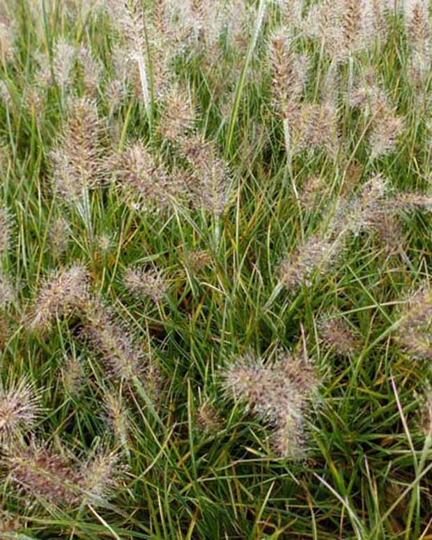 Herbe aux écouvillons Little Honey - Pennisetum - Pennisetum alopecuroides little honey - Plantes d'extérieur