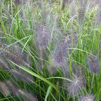 Herbe aux écouvillons National Arboretum - Pennisetum - Pennisetum alopecuroides national arboretum - Plantes d'extérieur