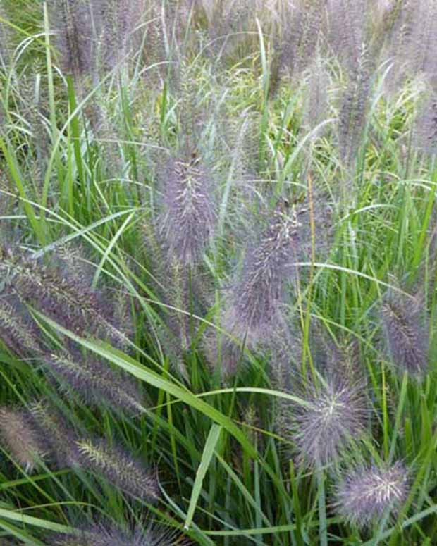 Herbe aux écouvillons National Arboretum - Pennisetum - Pennisetum alopecuroides national arboretum - Plantes d'extérieur