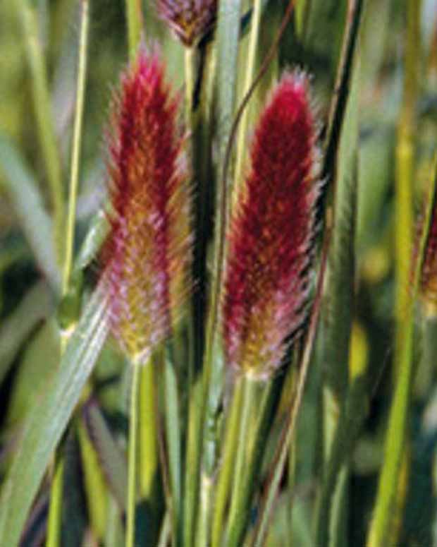 Herbe aux écouvillons de Thunberg Red Buttons - Pennisetum - Pennisetum thunbergii red buttons (massaicum) - Plantes d'extérieur