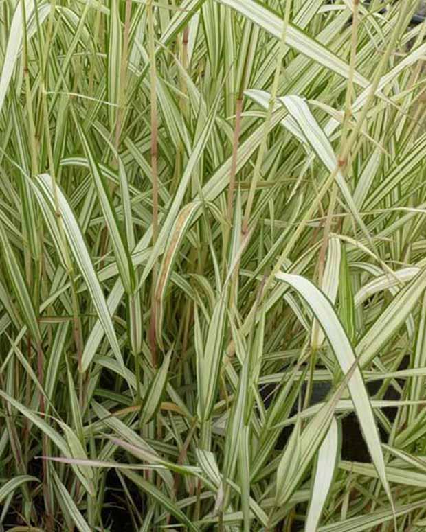 Phalaris Feesey -Baldingère faux roseau - Phalaris arundinacea feesey - Graminées