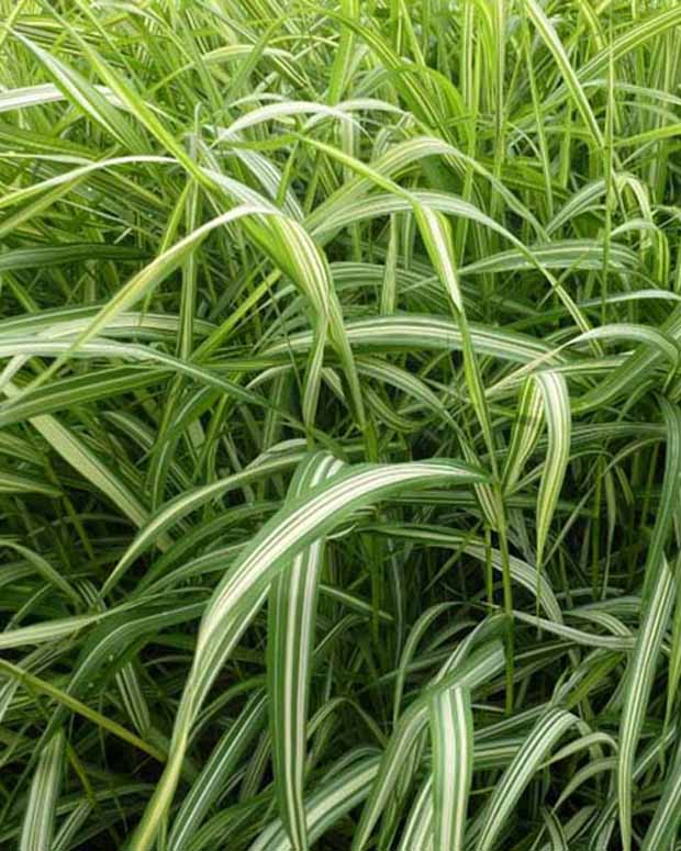 Phalaris Luteopicta -Baldingère faux roseau - Phalaris arundinacea luteopicta - Plantes d'extérieur