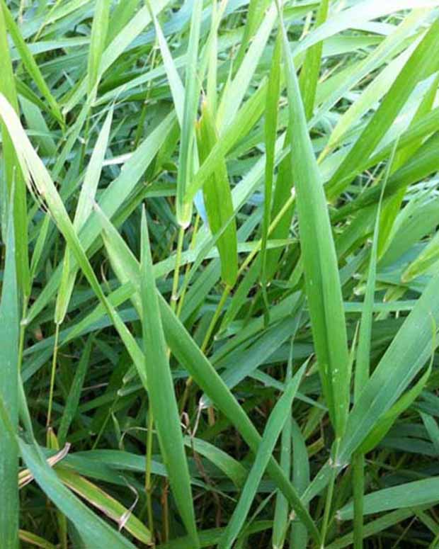 Phalaris -Baldingère faux roseau - Phalaris arundinacea - Plantes d'extérieur