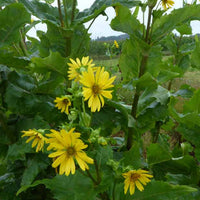 Silphe perfolié - Silphium perfoliatum - Plantes d'extérieur