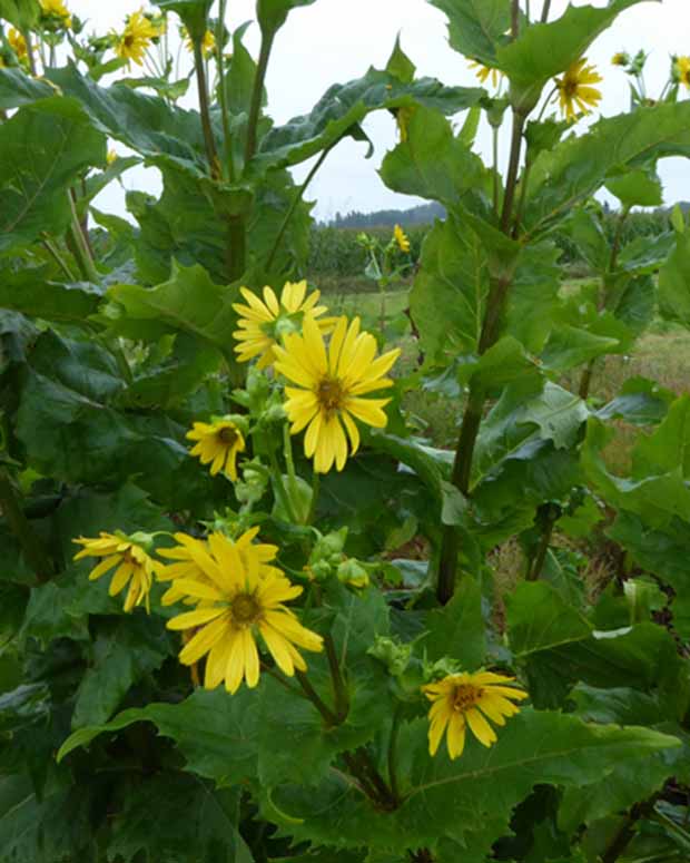 Silphe perfolié - Silphium perfoliatum - Plantes d'extérieur