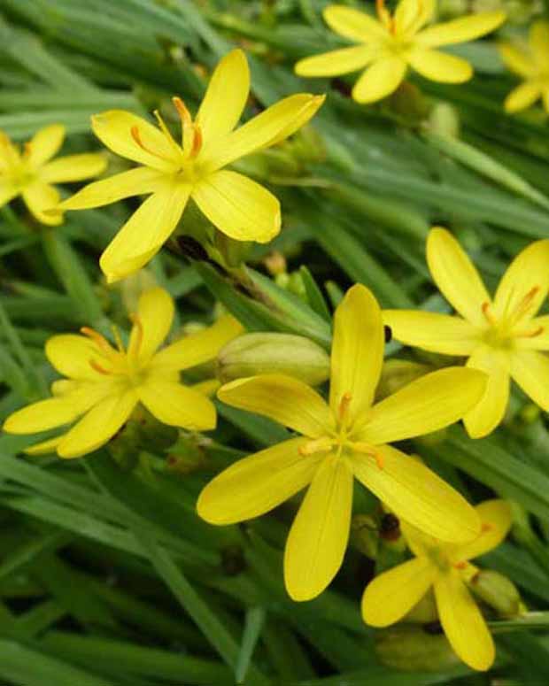 3 Bermudiennes de Californie - Sisyrinchium californicum (brachypus) - Plantes d'extérieur