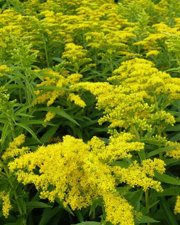 3 Solidago Golden Dwarf - Solidago golden dwarf - Plantes d'extérieur