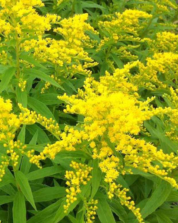 3 Solidago Strahlenkrone - Solidago strahlenkrone - Plantes d'extérieur