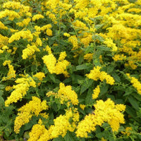 Solidago rugosa - Solidago rugosa - Plantes d'extérieur