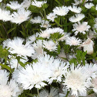 Stokesia Träumerei - Bleuet d'Amérique - Stokesia laevis träumerei - Plantes d'extérieur