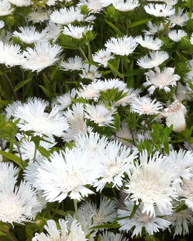 Stokesia Träumerei - Bleuet d'Amérique - Stokesia laevis träumerei - Plantes d'extérieur