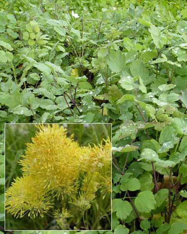 3 Pigamons jaunes à feuilles bleutées - Thalictrum speciosissimum - Plantes d'extérieur