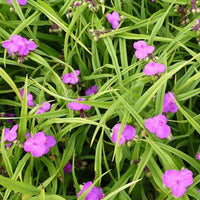 Ephémère de Virginie Rubra - Tradescantia rubra - Plantes d'extérieur