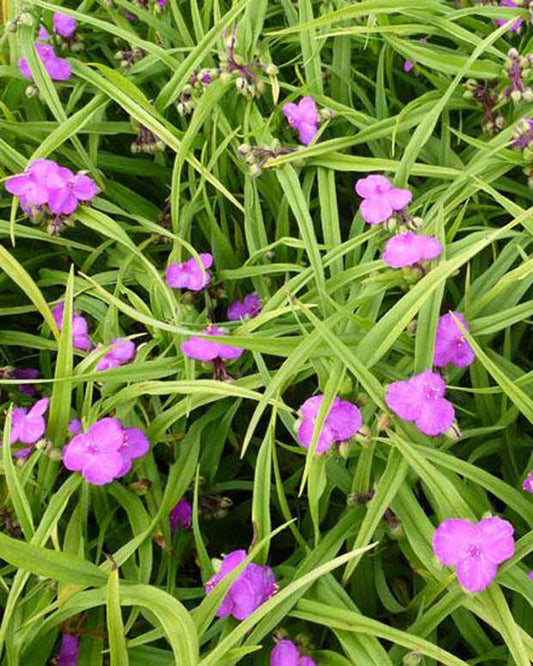 Ephémère de Virginie Rubra - Tradescantia rubra - Plantes d'extérieur