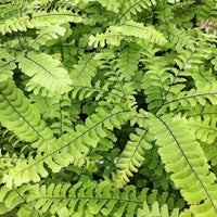 Capillaire Imbricatum - Adiantum pedatum imbricatum - Plantes d'intérieur