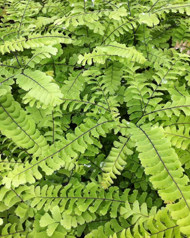 Capillaire Imbricatum - Adiantum pedatum imbricatum - Fougères