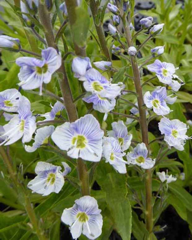 Véronique fausse-gentiane Robusta - Veronica gentianoides robusta - Plantes d'extérieur