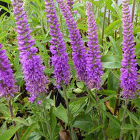 Véronique Purpleicious - Veronica purpleicious - Plantes d'extérieur