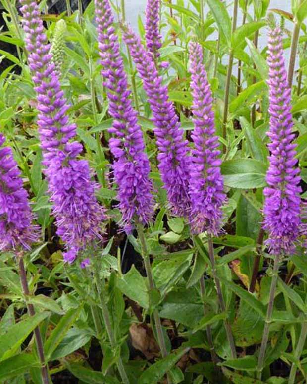 Véronique Purpleicious - Veronica purpleicious - Plantes d'extérieur