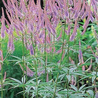 Véronique de Virginie Green Tip - Veronicastrum virginicum green tip - Plantes d'extérieur