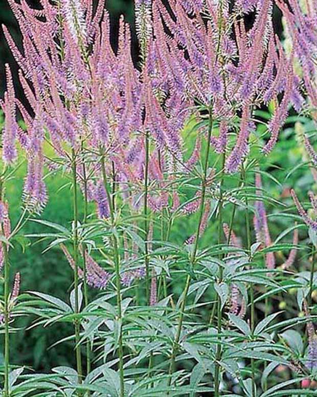 Véronique de Virginie Green Tip - Veronicastrum virginicum green tip - Plantes d'extérieur