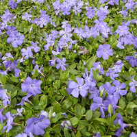 3 Petits pervenches Anna - Vinca minor anna - Plantes d'extérieur