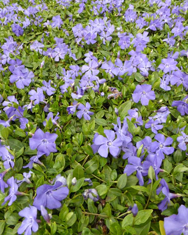 3 Petits pervenches Anna - Vinca minor anna - Plantes d'extérieur