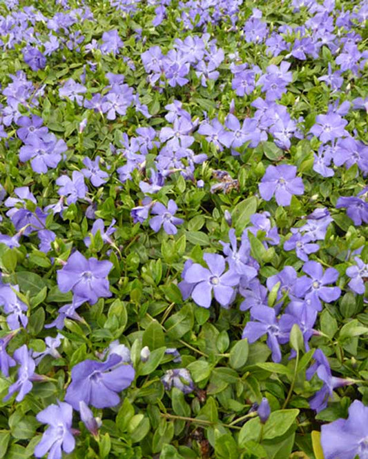 3 Petits pervenches Anna - Vinca minor anna - Plantes d'extérieur