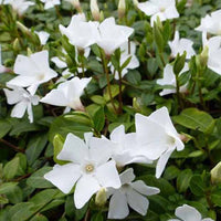 3 Petites pervenches White Power - Vinca minor white power - Plantes d'extérieur