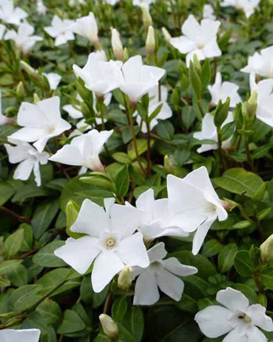 3 Petites pervenches White Power - Vinca minor white power - Plantes d'extérieur