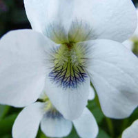 3 Violettes odorantes Pensées - Viola odorata alba - Plantes d'extérieur